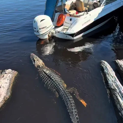 Jacaré aparece ao lado de barco com turistas no Amazonas