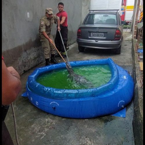 Jacaré aparece dentro de piscina infantil em casa do São José e é resgatado pelos bombeiros